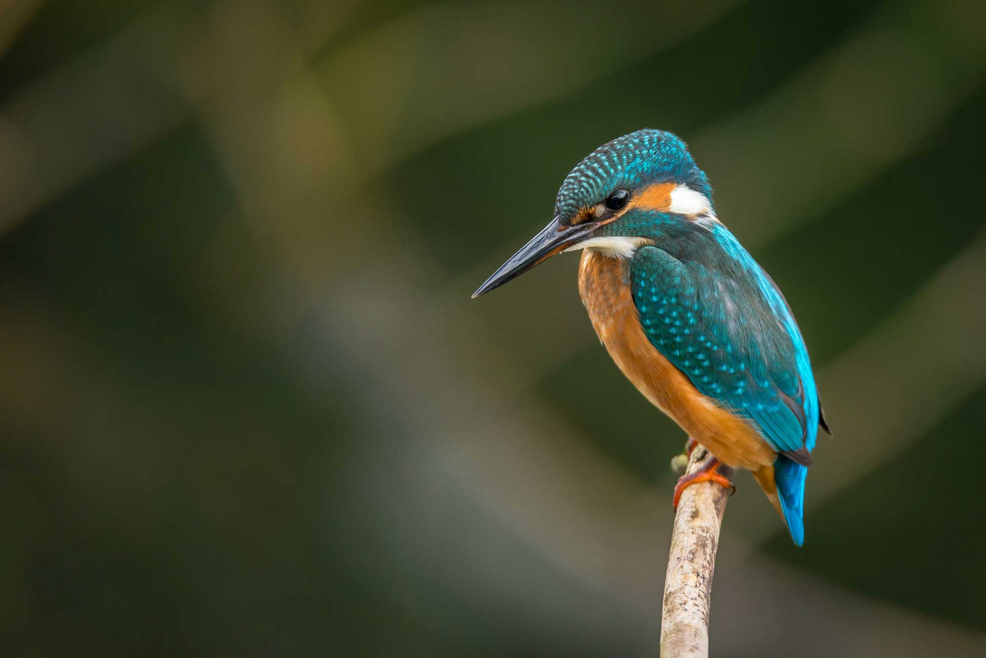 birds