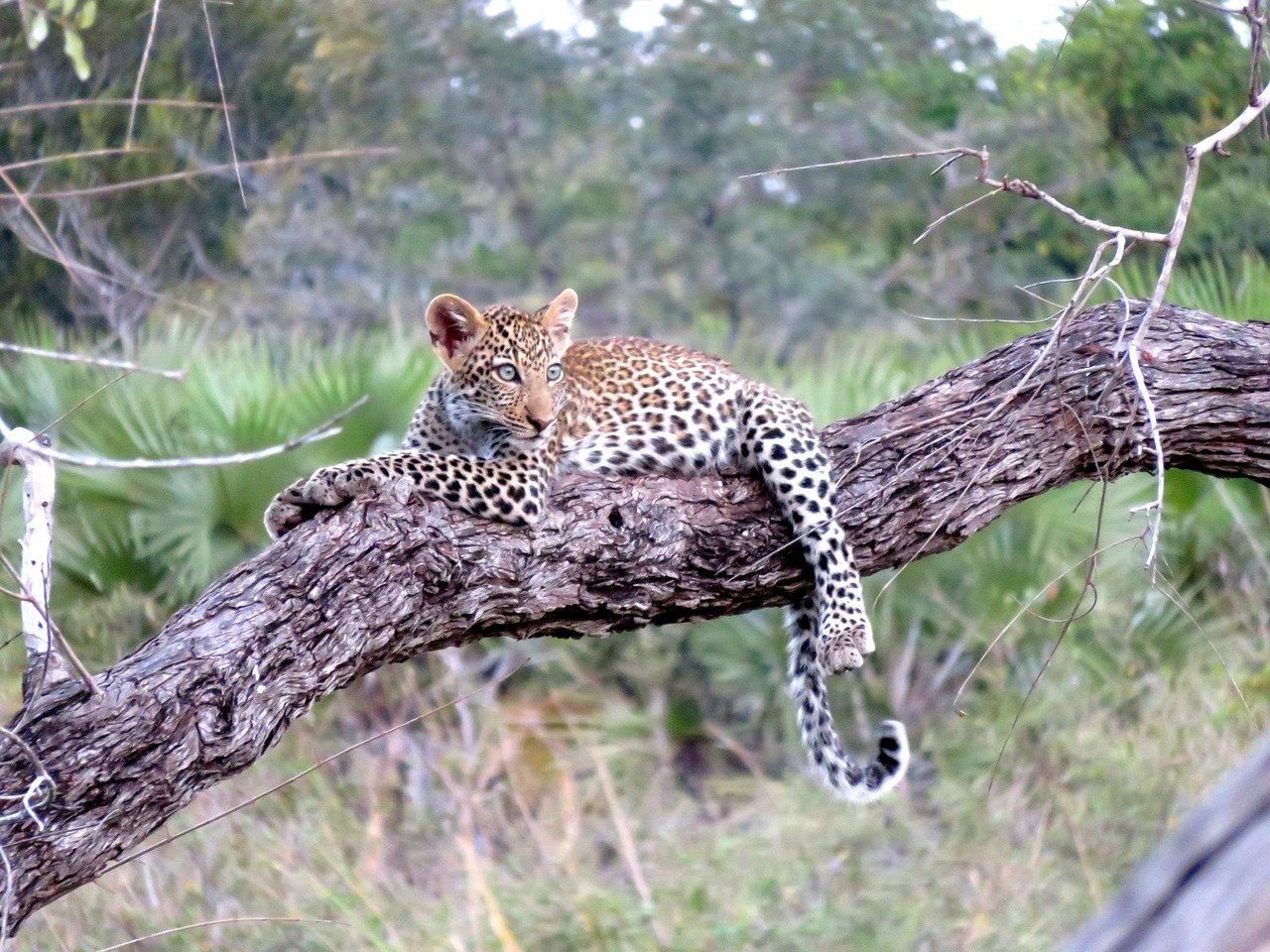 African Safari Regions