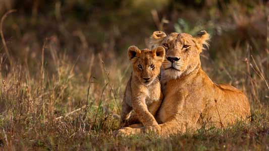 Krugar National Park