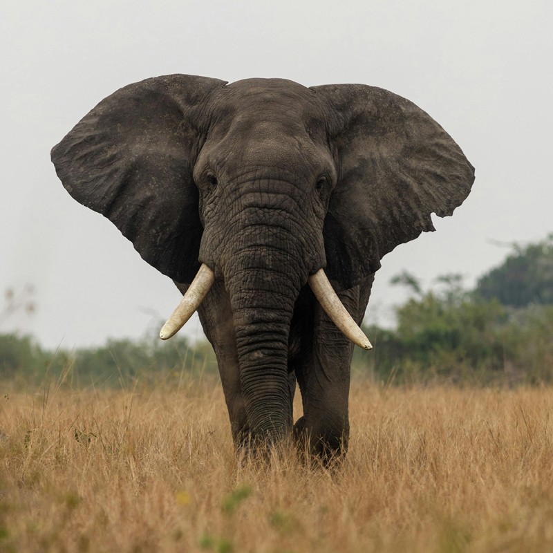 Zambia