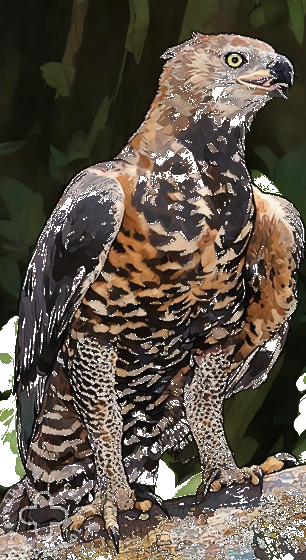 Crowned Eagle Simakade