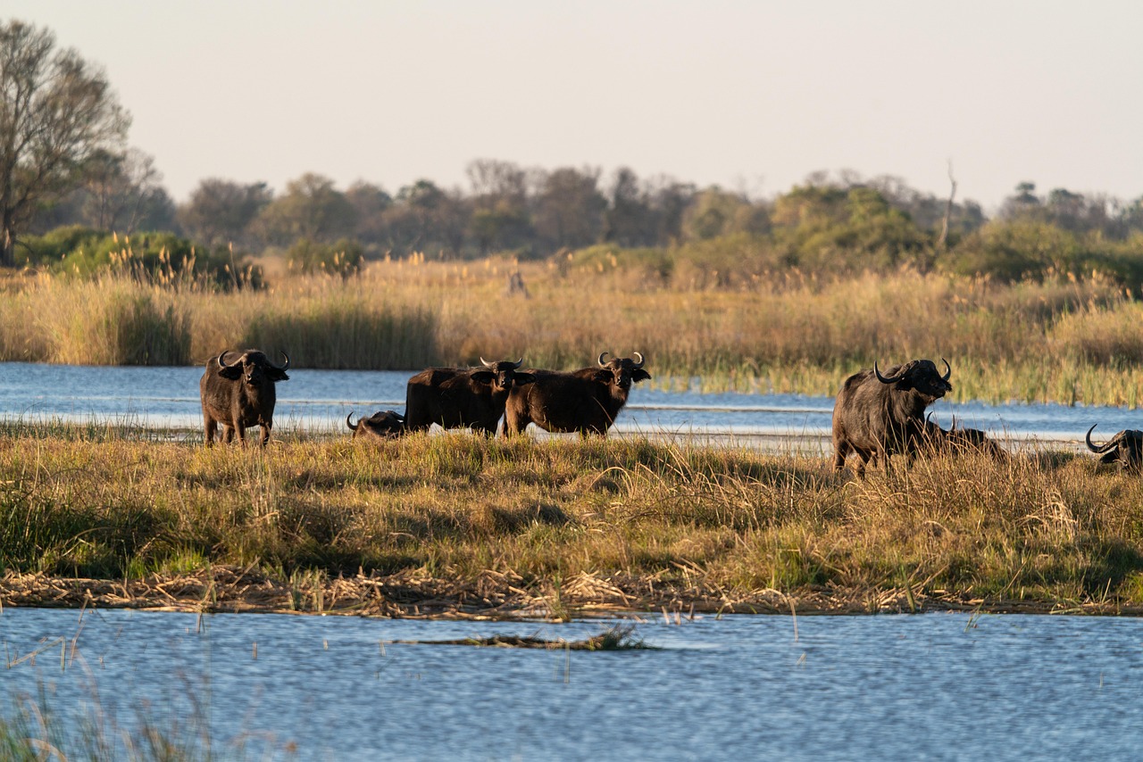 Botswana Buffalo
