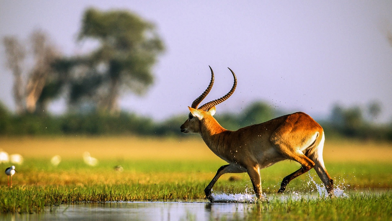 Botswana Lechwe Simakade