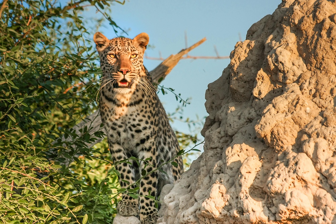Botswana Leopard Simakade