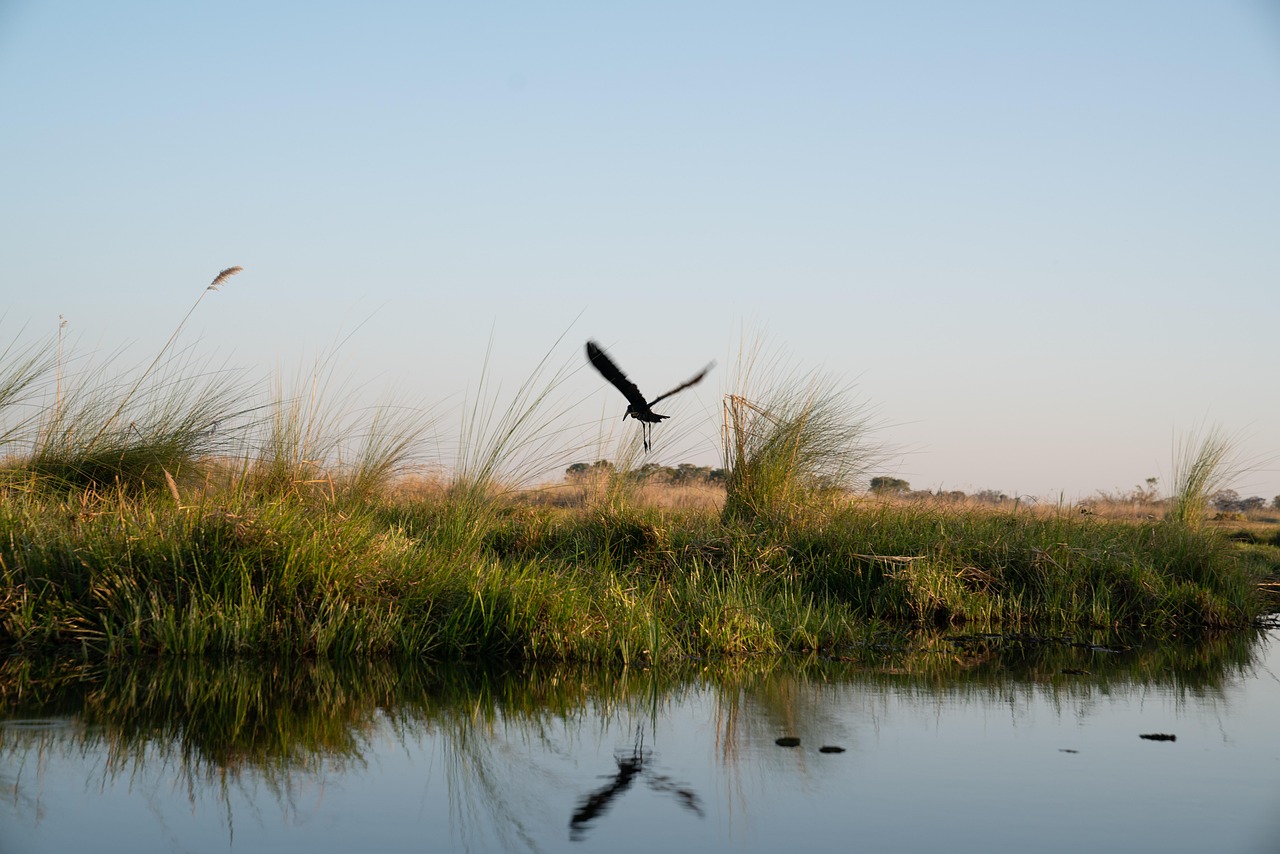 Simakade Botswana Bird