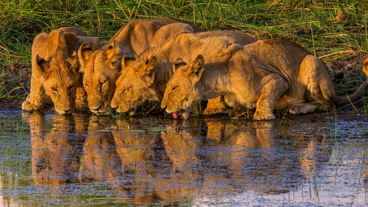 Simakade Botswana Lions