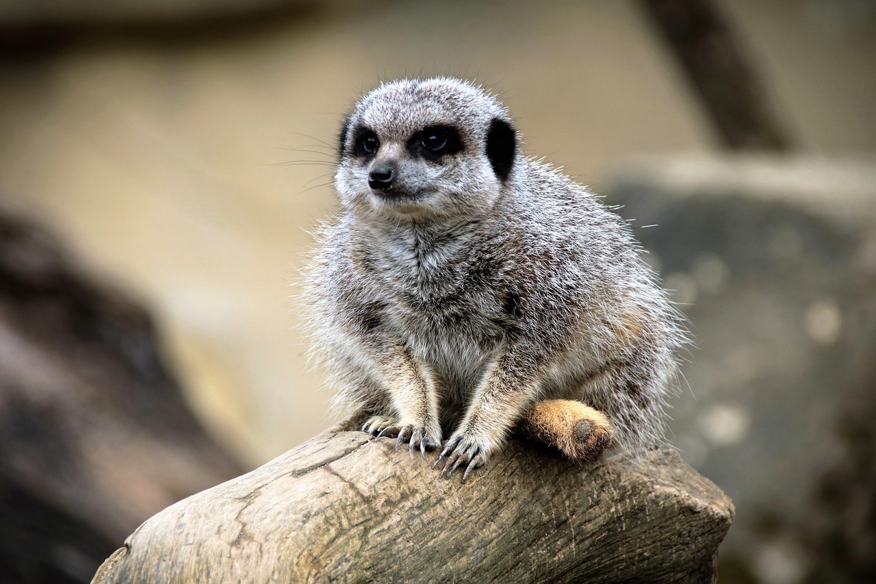 Botswana Meerkat Simakade