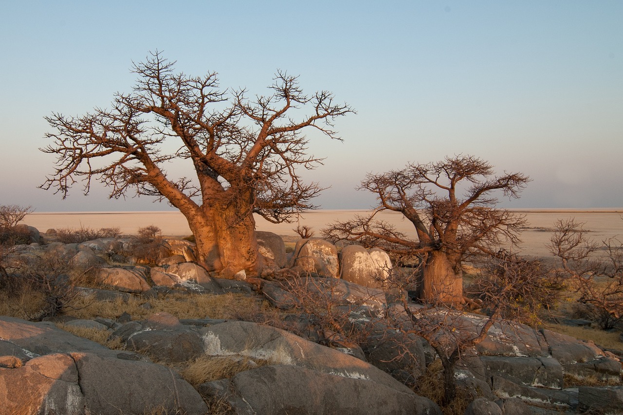 Botswana Baobab Simakade