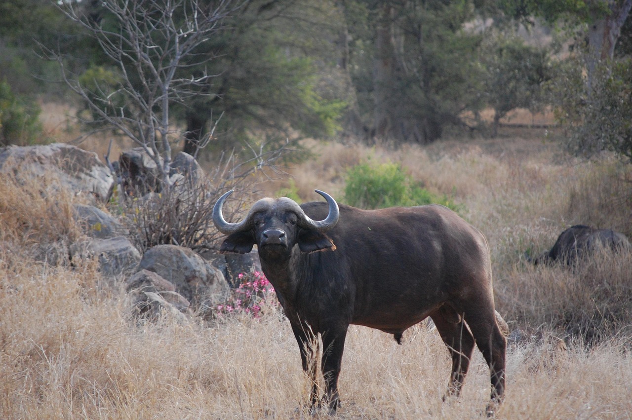 Kruger Buffalo Simakade