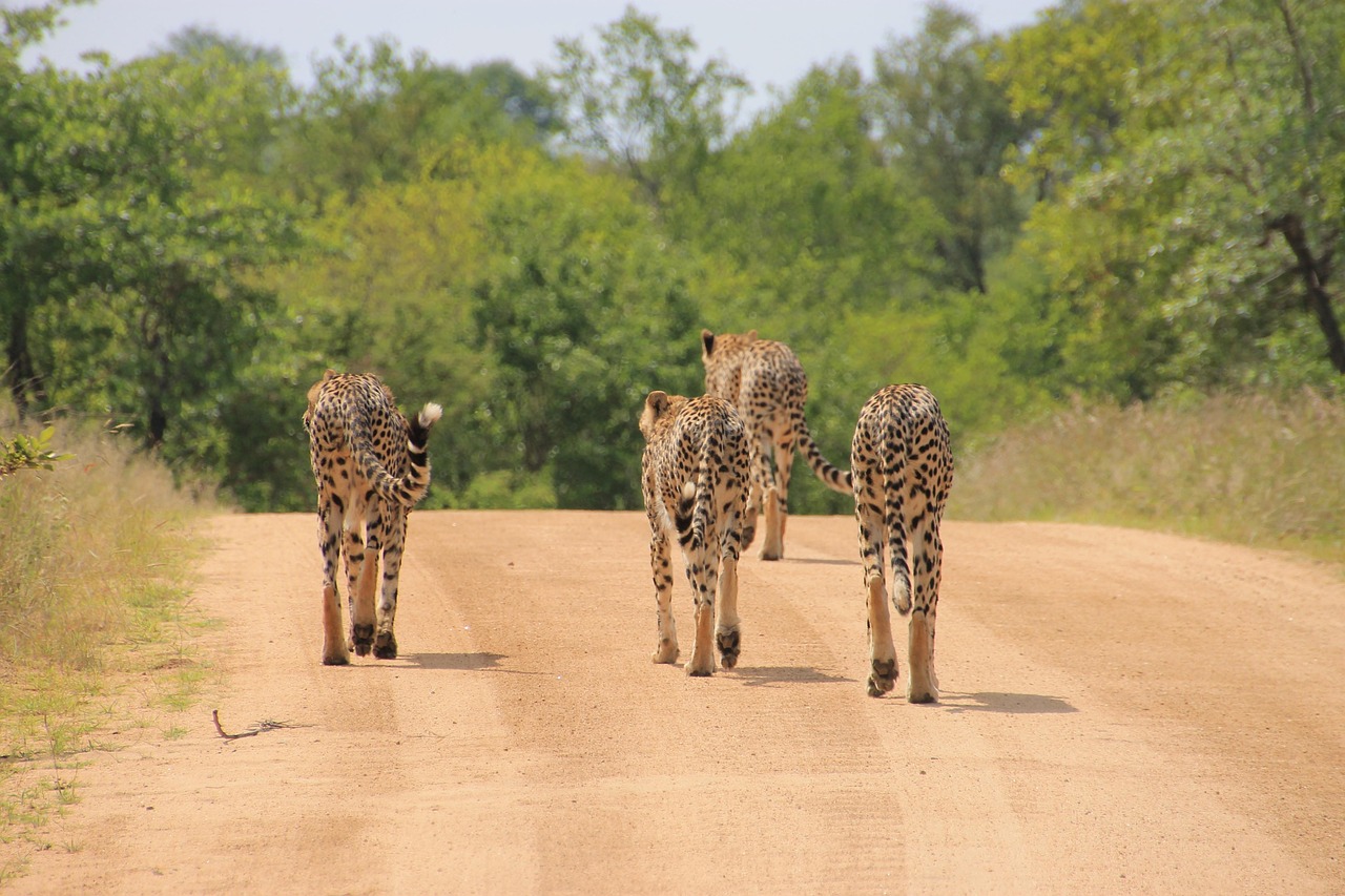 Kruger Cheetah Simakade
