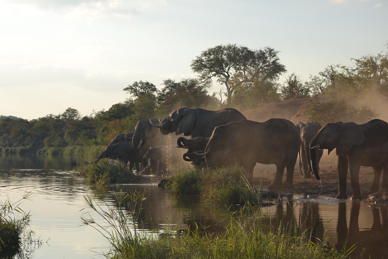 Kruger Elephants Simakade