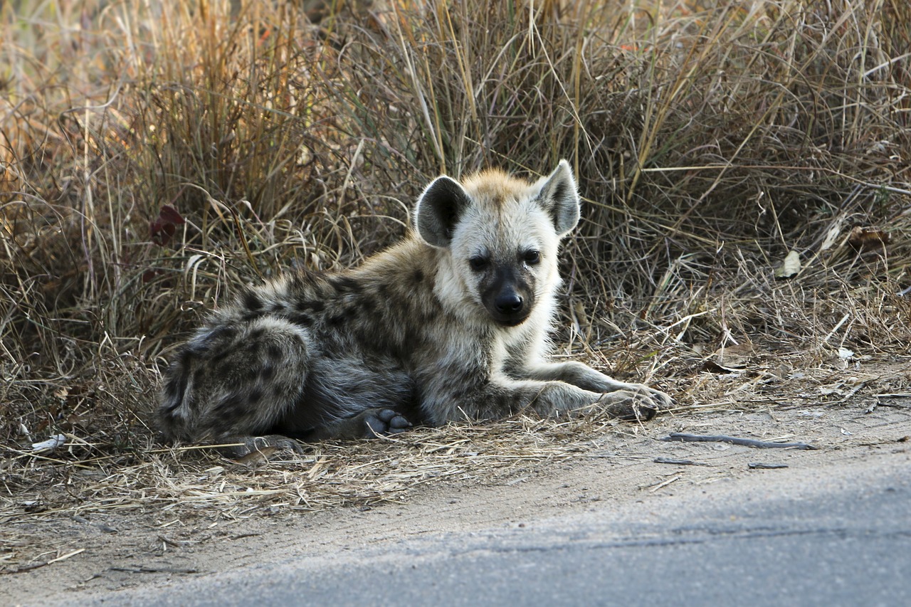 Kruger Hyena Simakade