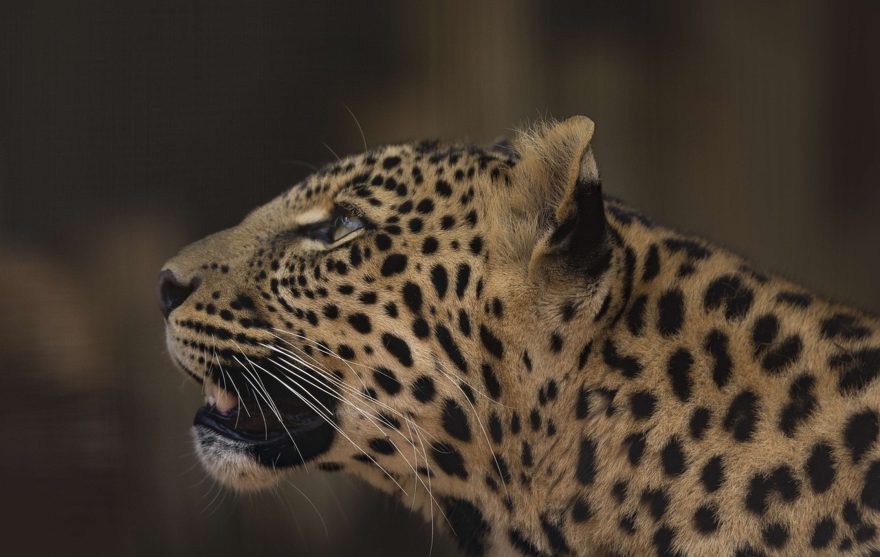 Kruger Leopard Simakade