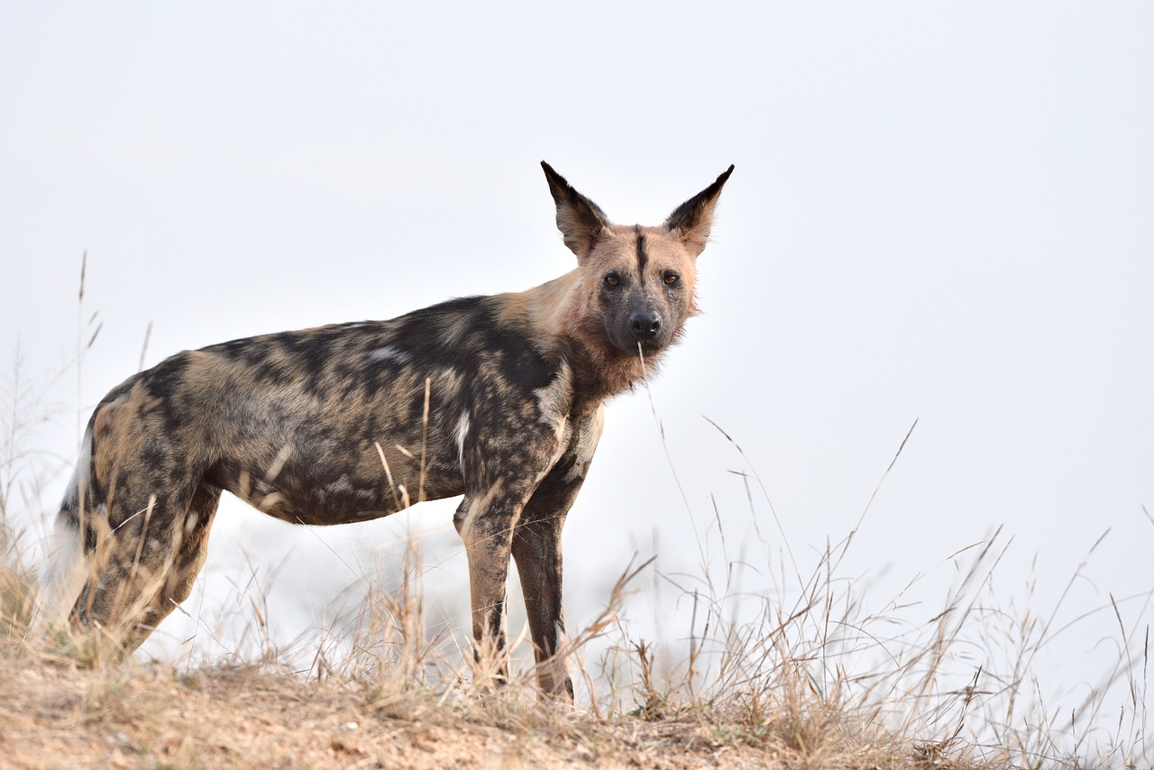 Kruger Wild Dog Simakade