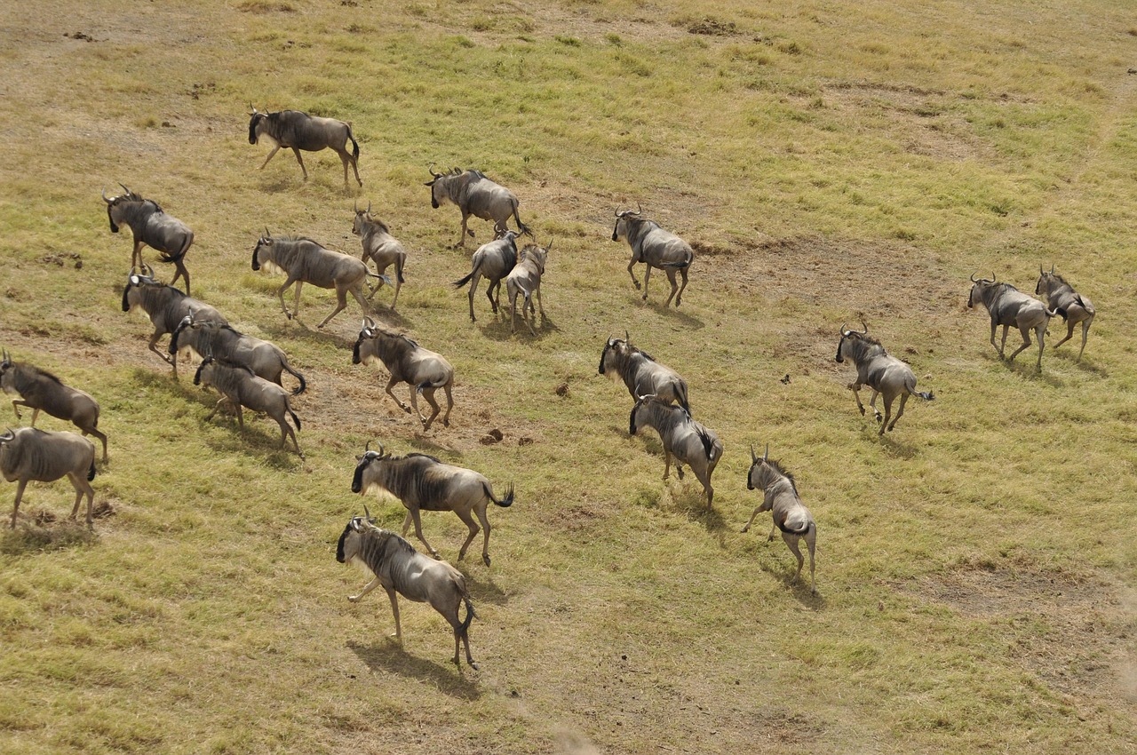 Masai Mara Simakade