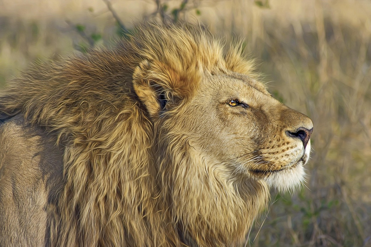Hwange Lion Simakade