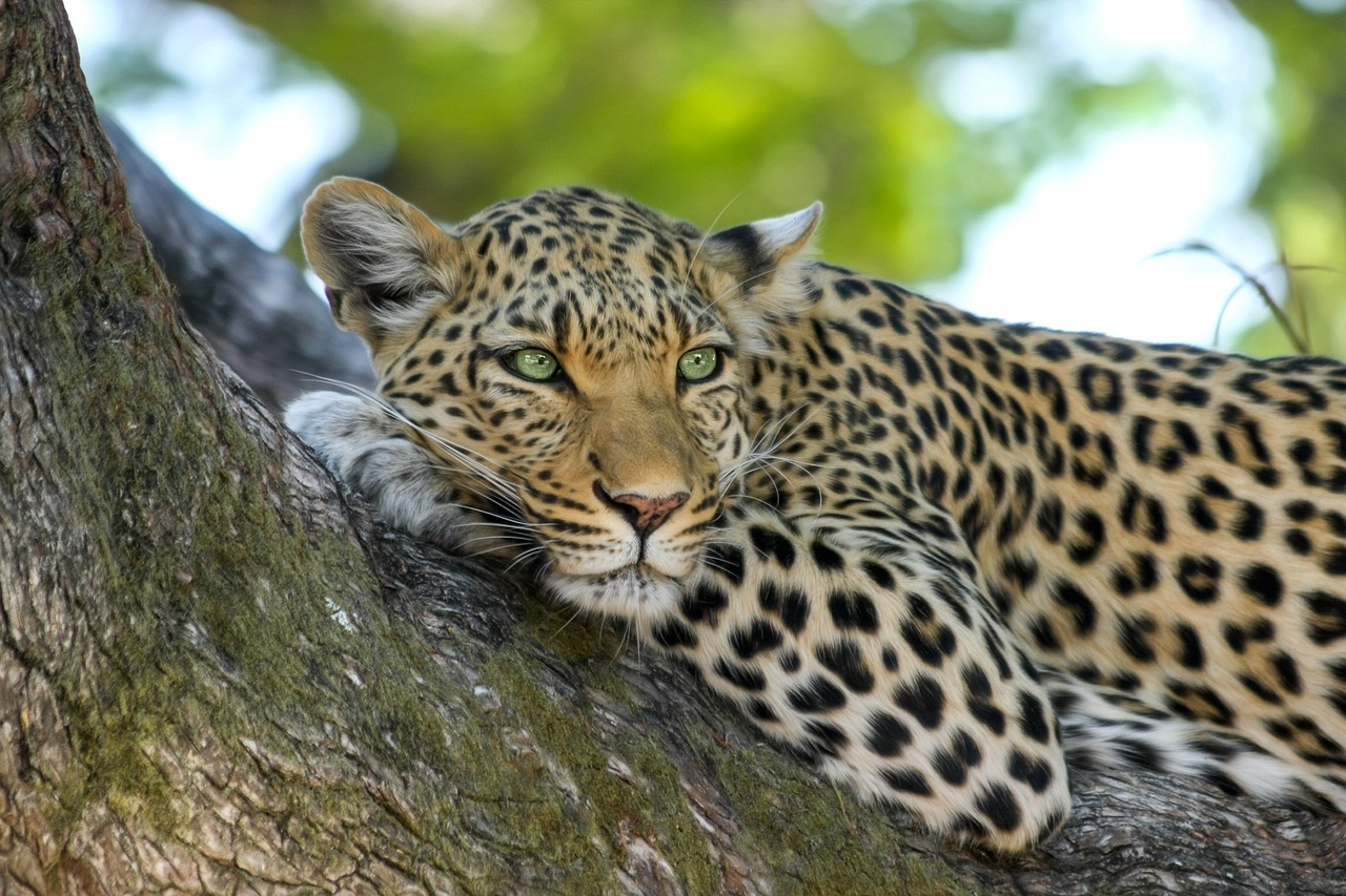 Simakade Leopard South Luangwa