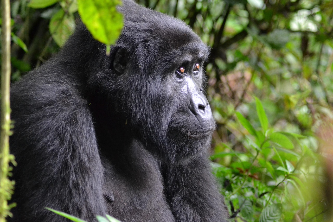 Simakade Rwanda Safari Region