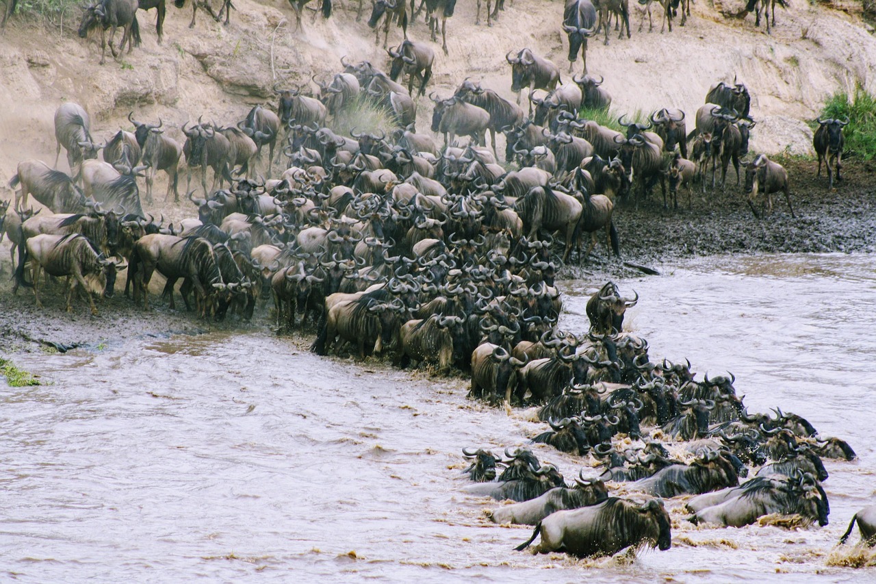 Simakade Tanzania Migration