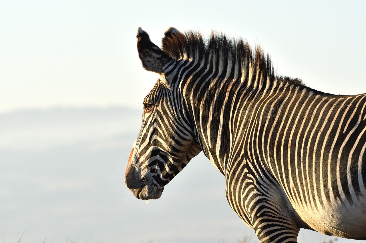 Laikipia Safari Region Simakade