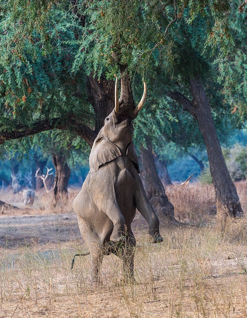 Mana Pools Simakade