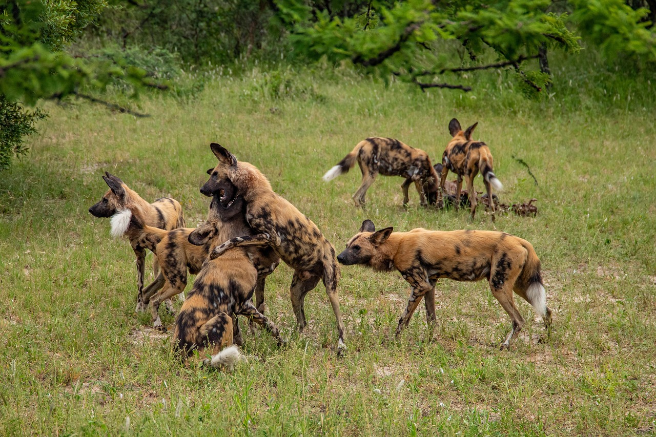 Madikwe Simakade