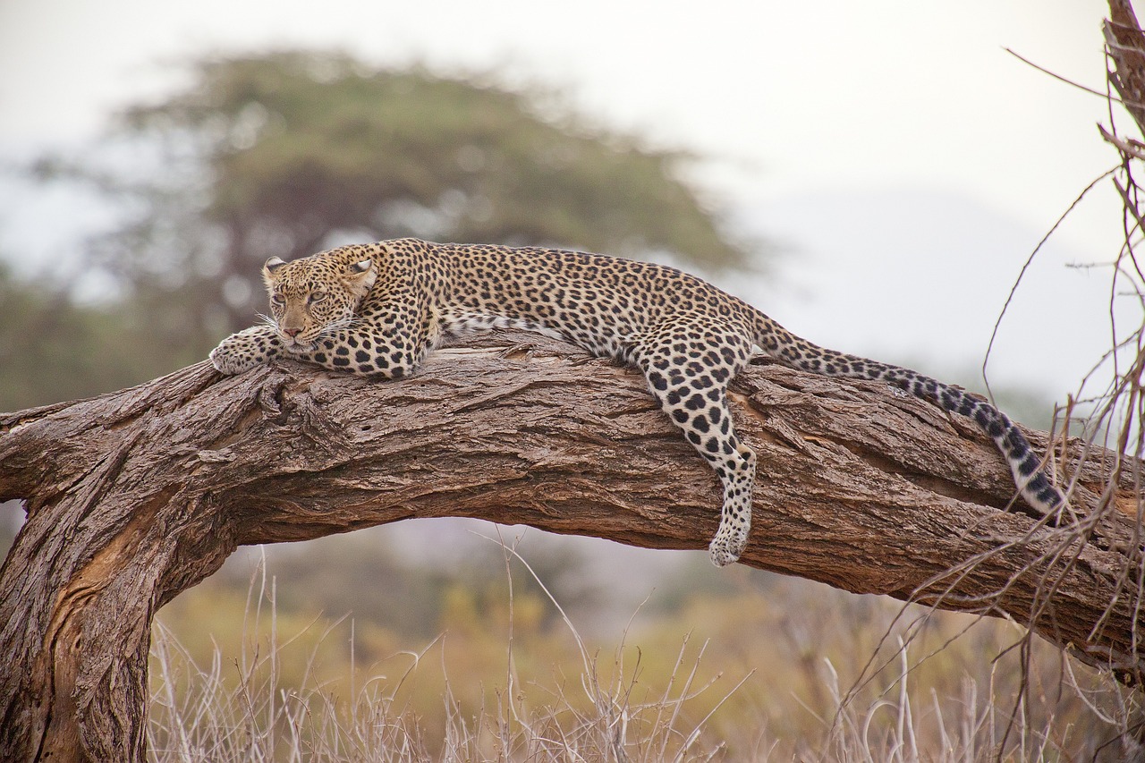 Lower Zambezi Safari Region Simakade