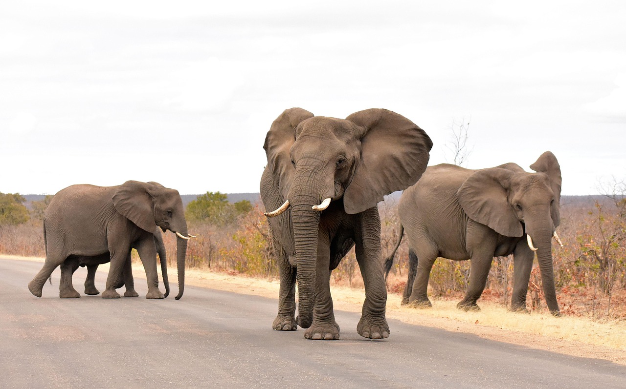 Kruger Simakade