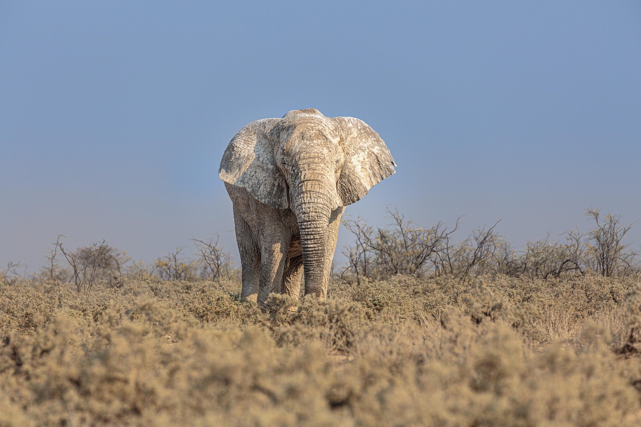 Etosha Safari Region Simakade