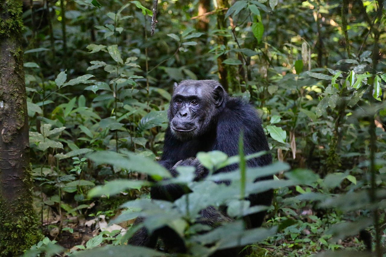 Simakade Nyungwe