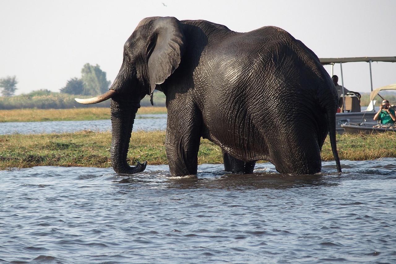 Simakade Chobe Elephant