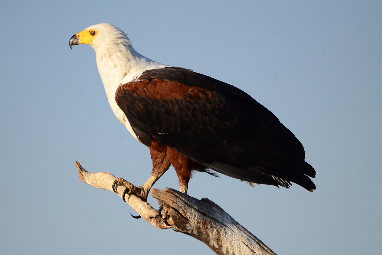 Simakade Chobe Fish Eagle