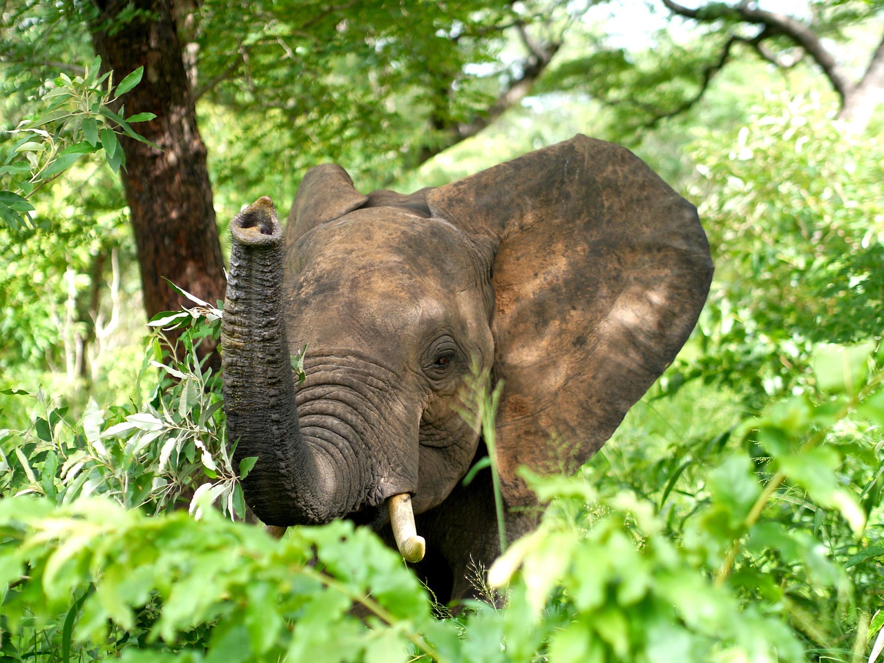 Simakade Chobe Elephant in bushes