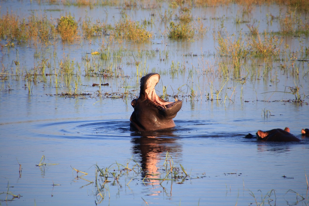 Simakade Chobe Hippo