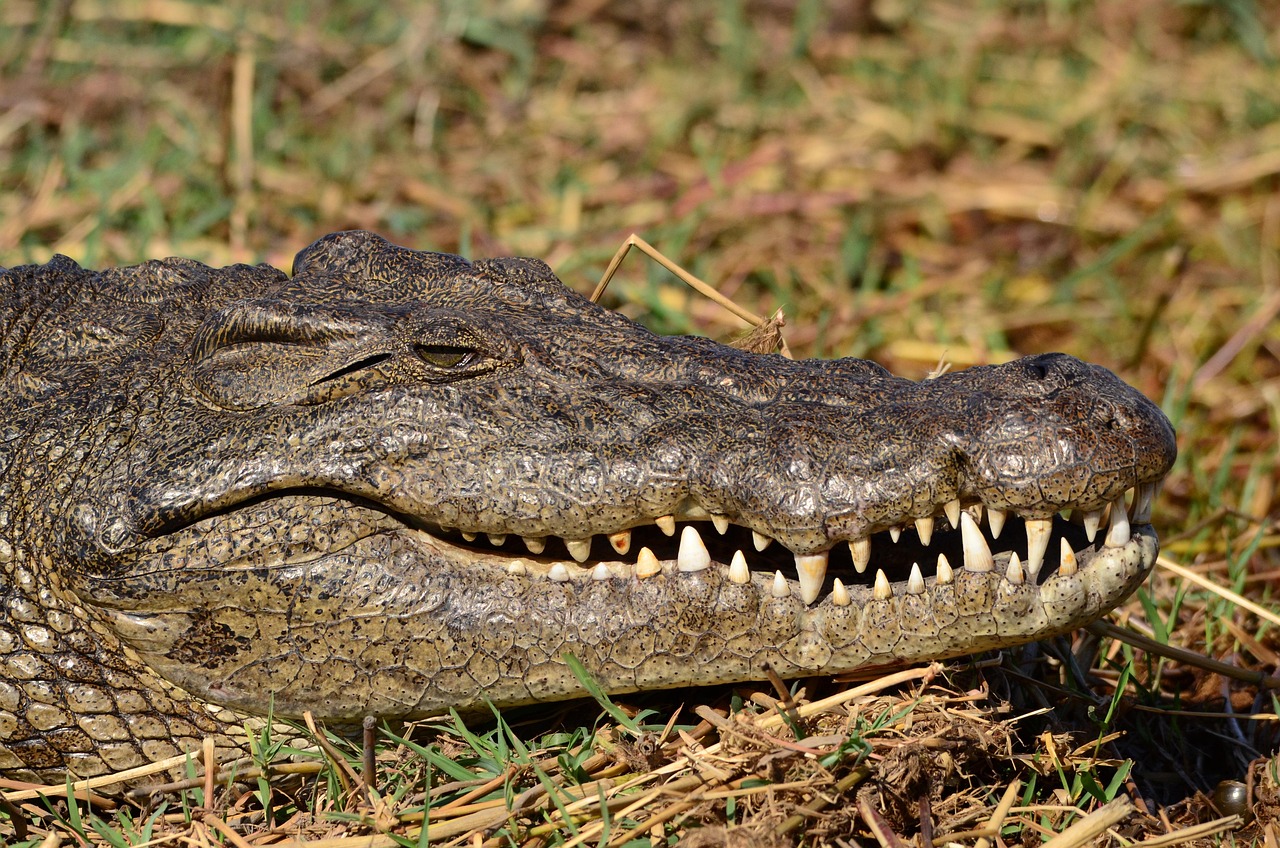 Simakade Crocodile in Chobe
