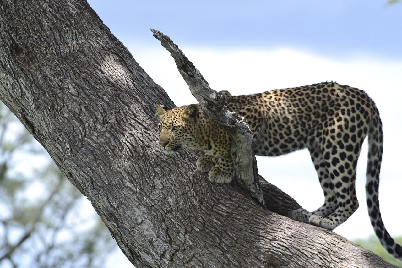 Simakade Leopard in Chobe