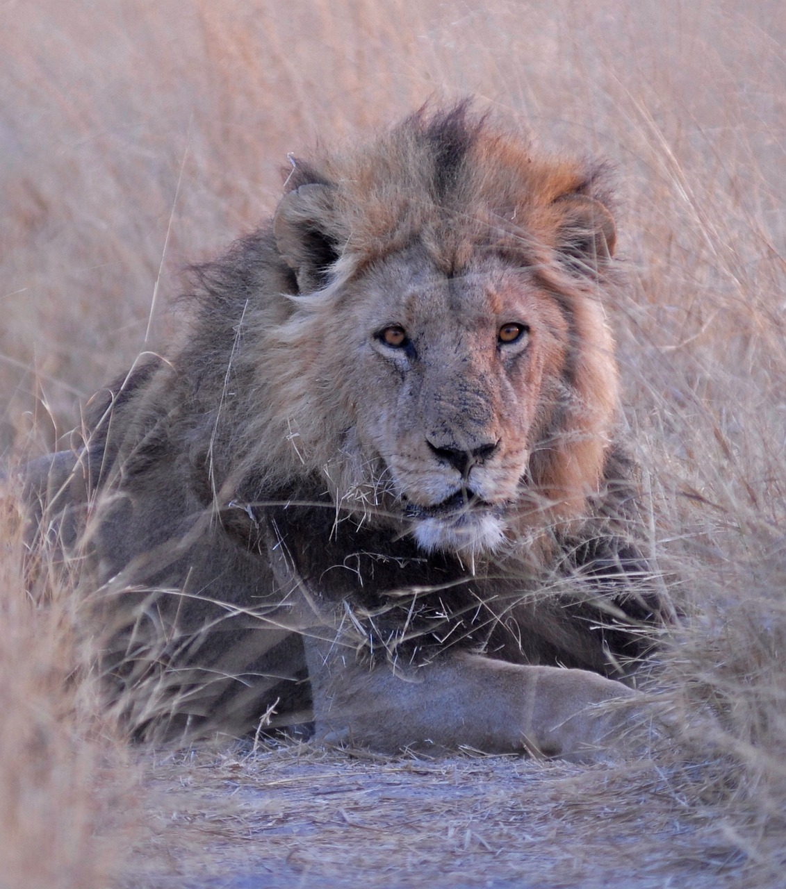 Simakade Lion in Chobe