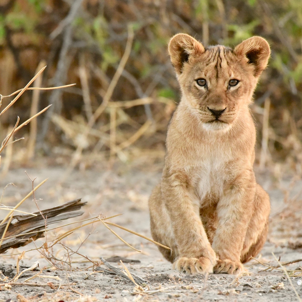 Simakade Chobe Lion Cub