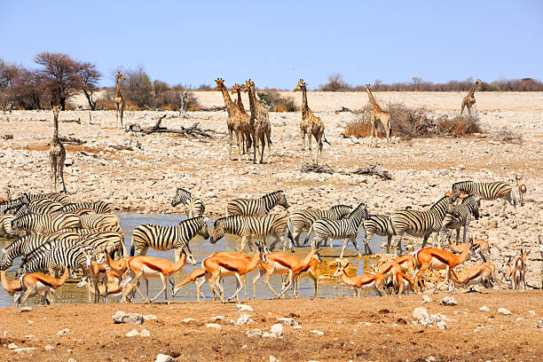 Etosha National PArk