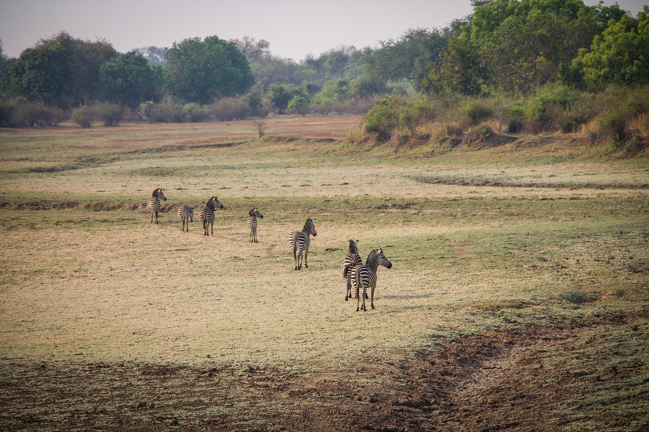 Zambia Zebra Simakae