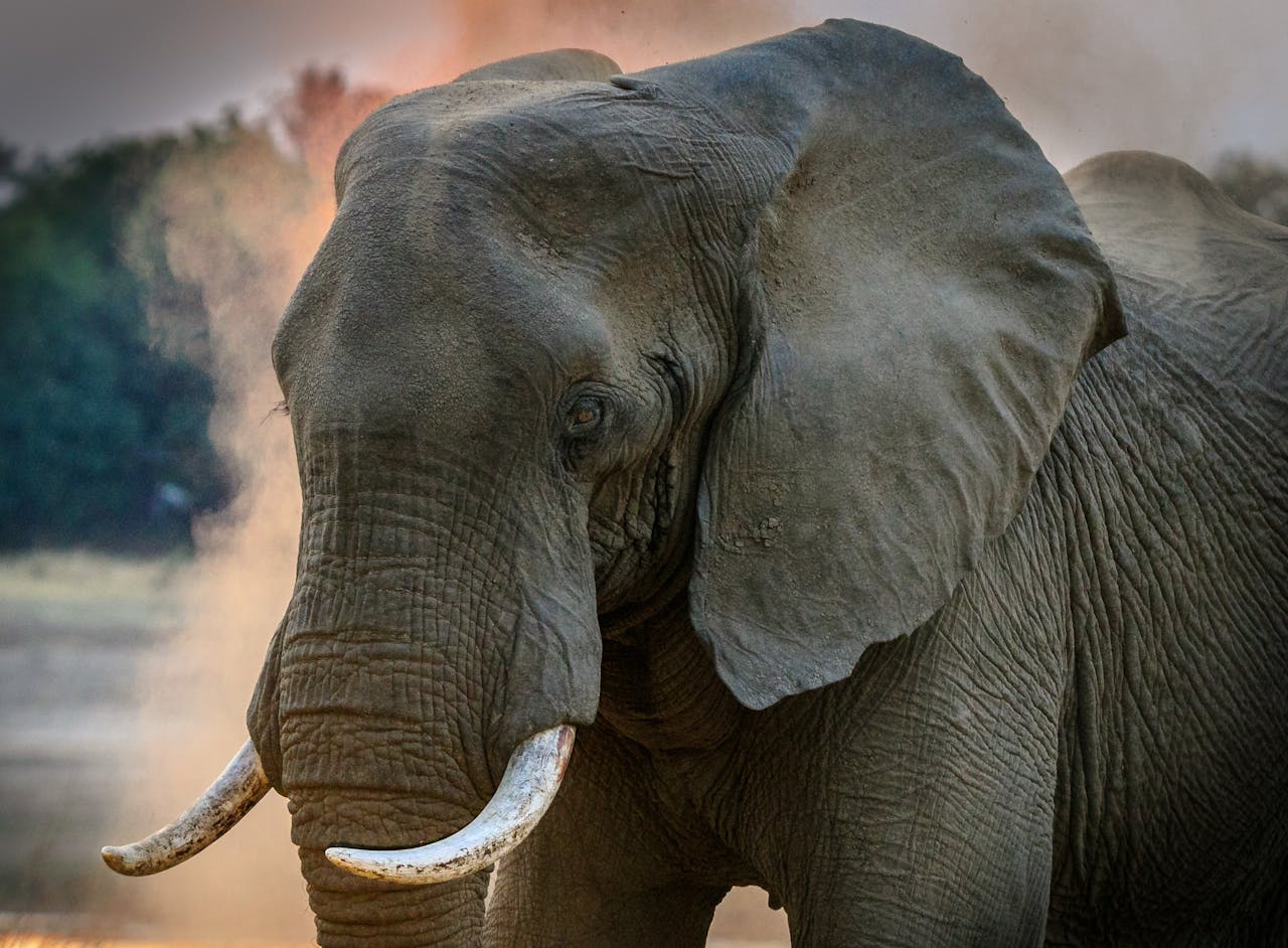 Zambia Elephant Simakade