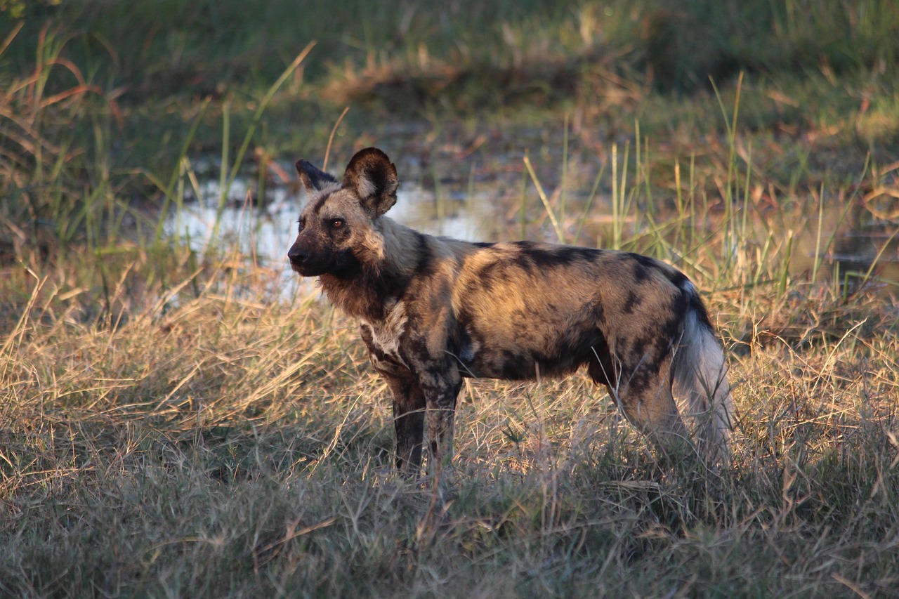 Wild Dog Zambia Simakade