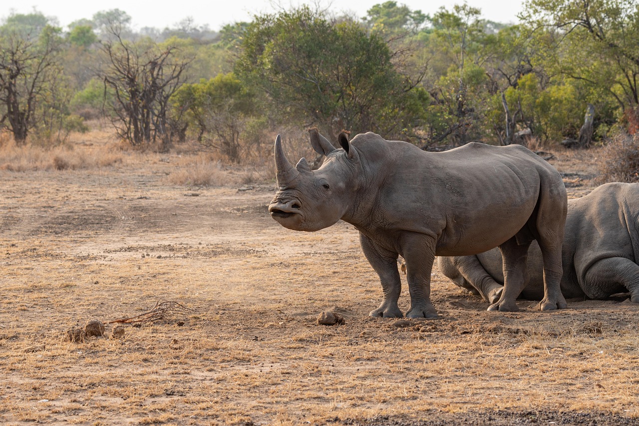 White Rhino Zambia Simakade