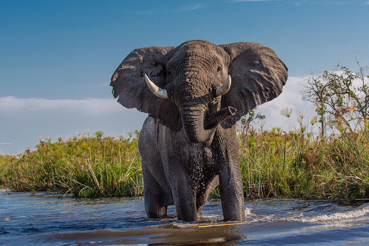Botswana Elephant Simakade