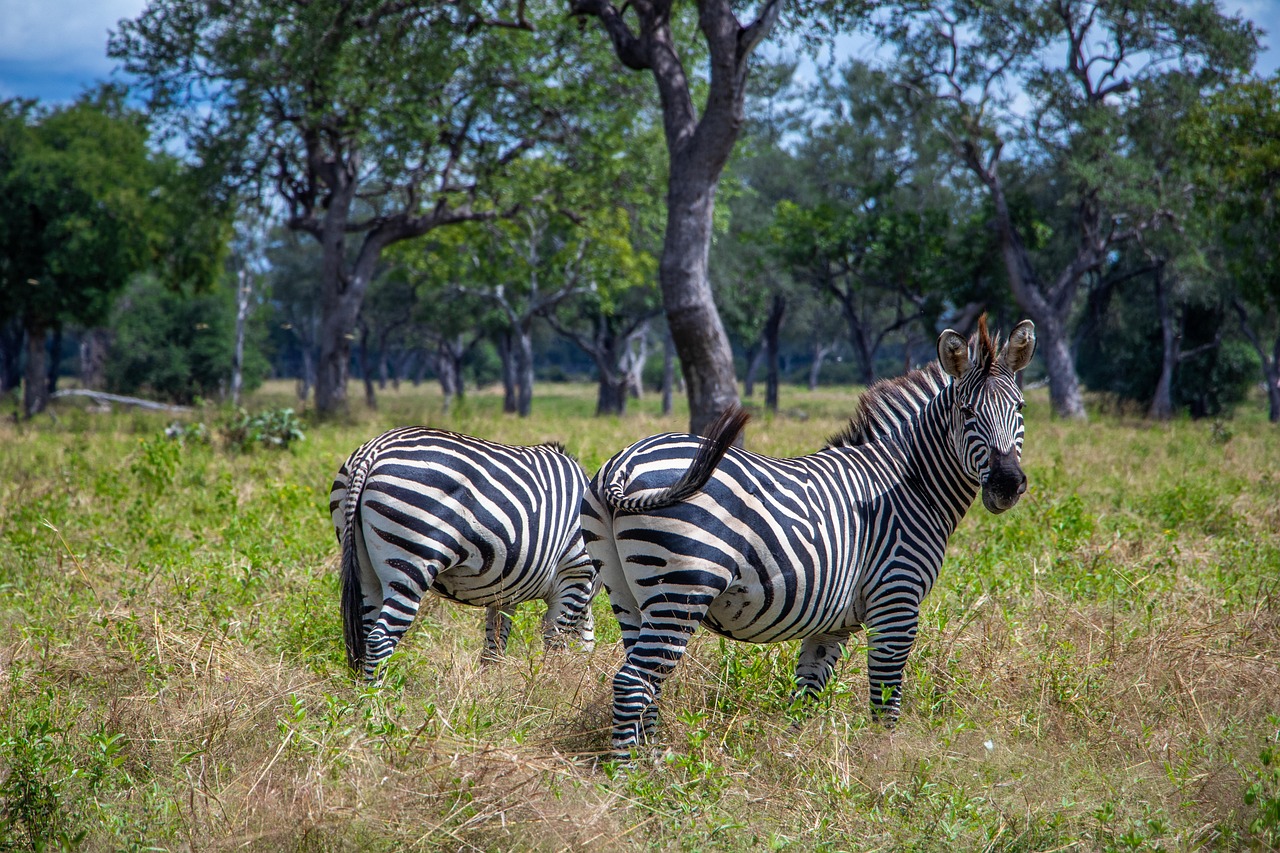 Zambia Zebra Simakade