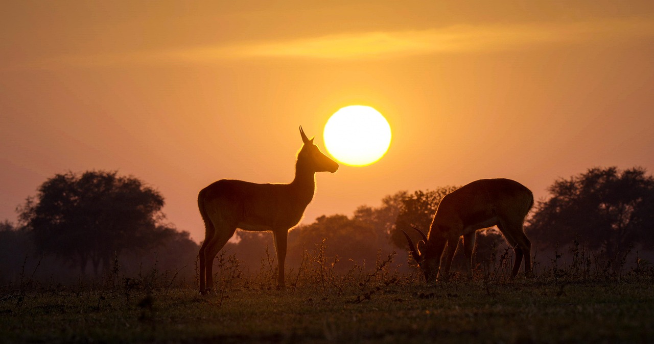 Puku Zambia Simakade