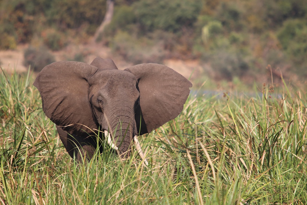 Uganda Elephant Simakade