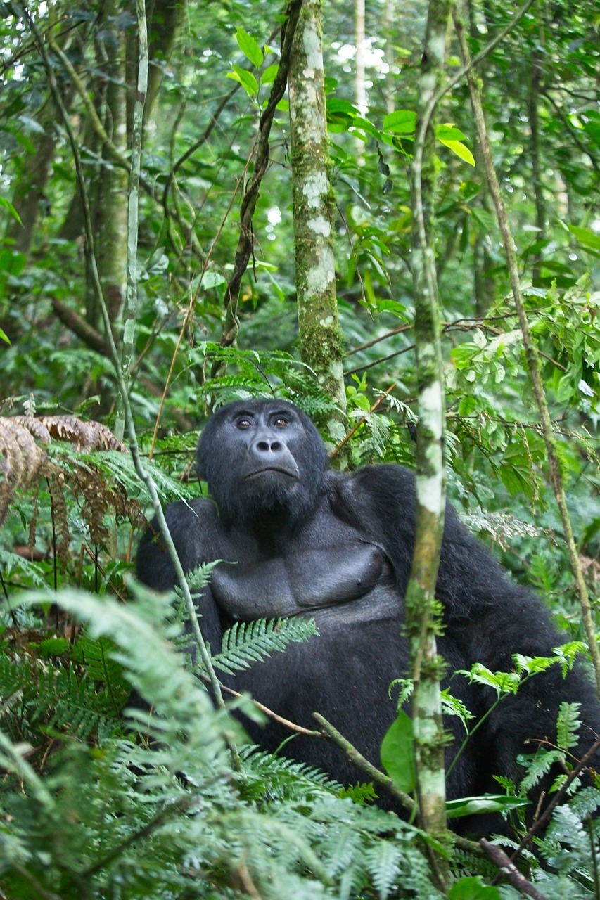 Uganda Simakade Gorilla