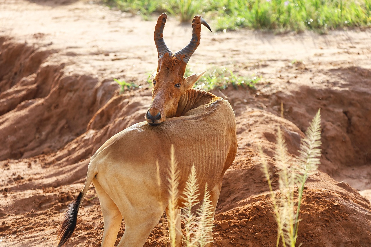 Uganda Jacksons Hartebeest Simakade