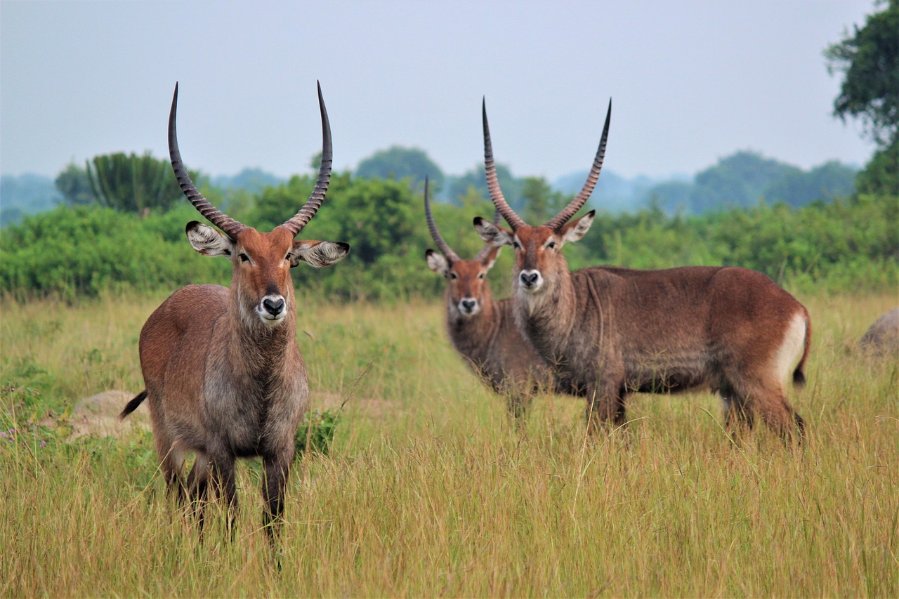 Uganda Simakade Waterbuck